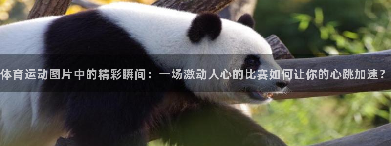 意昂新能源汽车科技有限公司：体育运动图片中的精彩瞬间：一场激动人心的比赛如何让你的心跳加速？