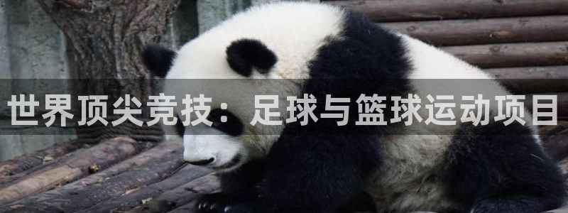 胜天国际体育代理申请流程：世界顶尖竞技：足球与篮球运动项目